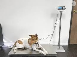 Floor Scale roestvrij staal met indicator dier weegsysteem