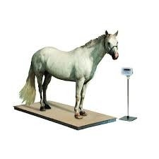 Floor Scale roestvrij staal met indicator dier weegsysteem